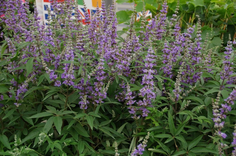 Plantenfiche-Vitex-agnus-castus-f-latifolia