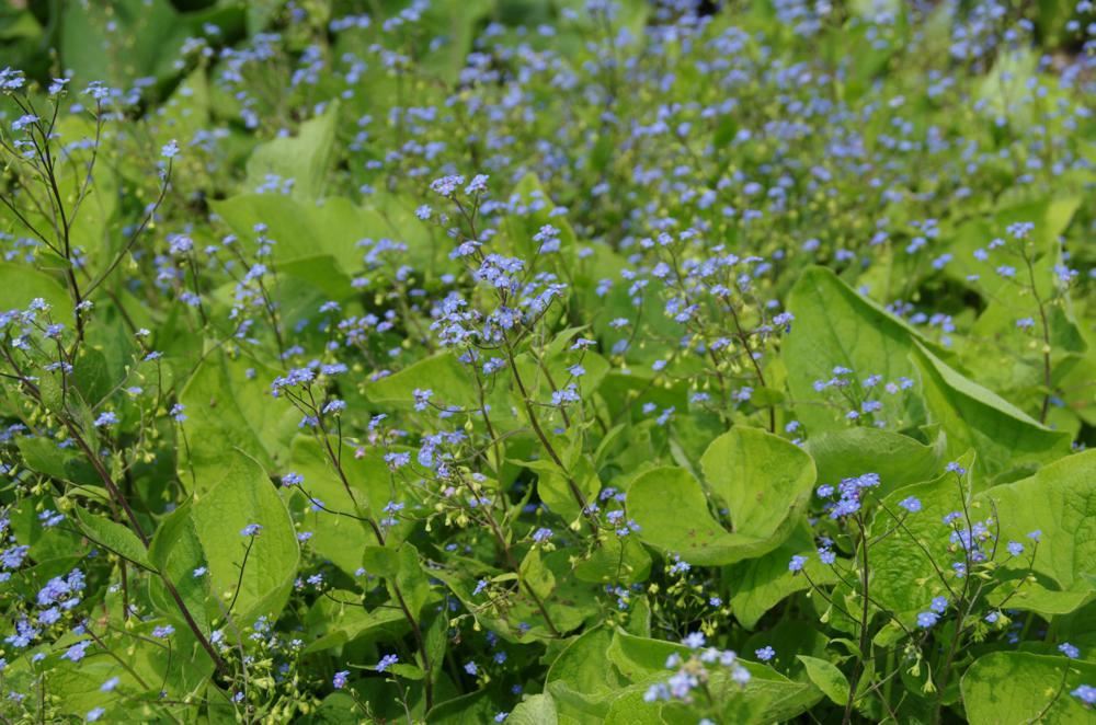 Plantenfiche-Brunnera-macrophylla