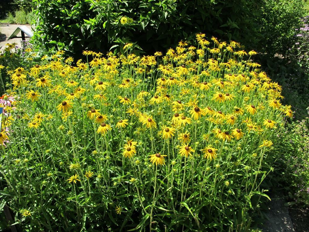 Plantenfiche-Rudbeckia-fulgida-var-speciosa