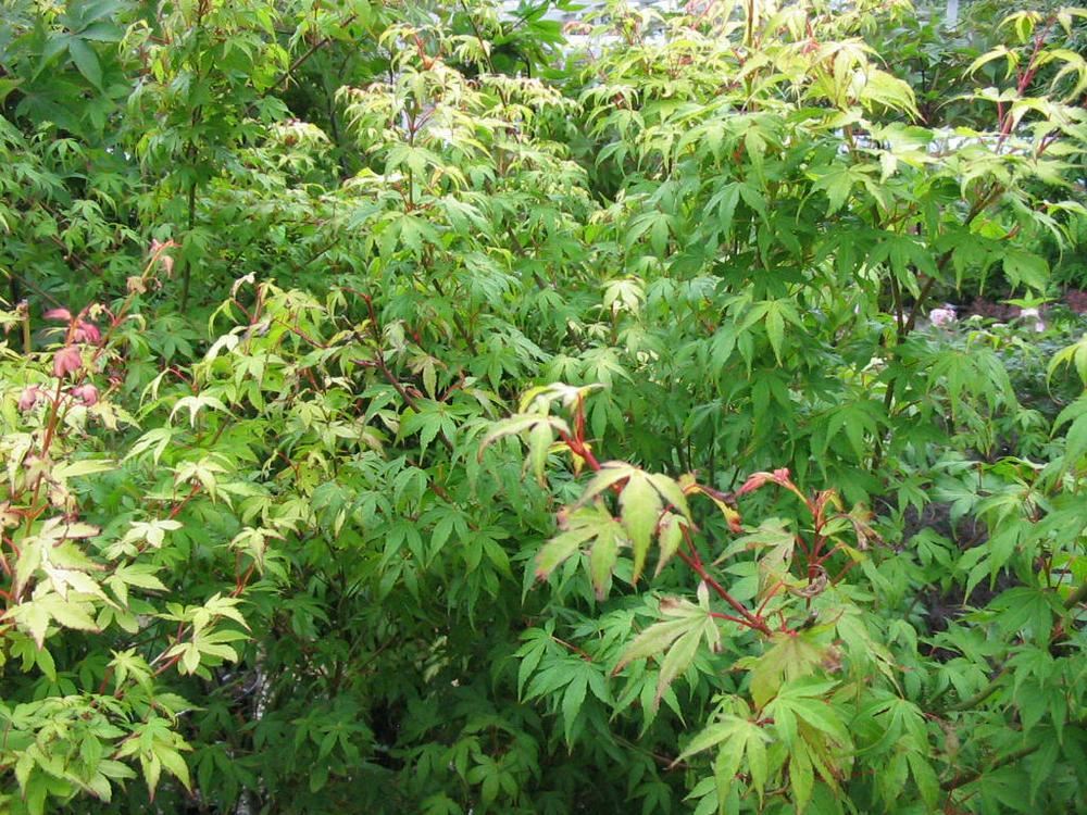 Plantenfiche-Acer-palmatum-Katsura-