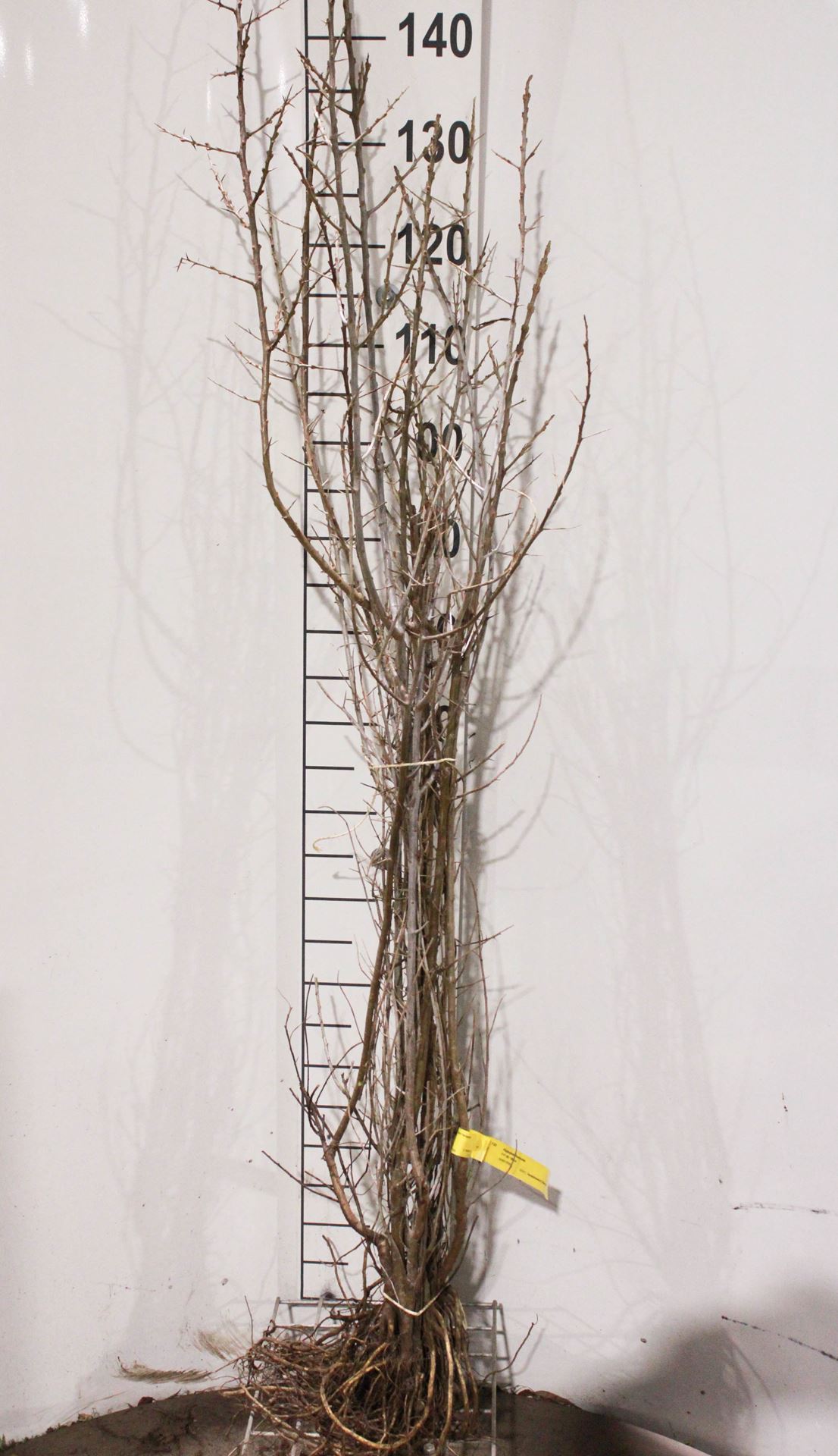 Hippophae rhamnoides - racines nues - 40-60 cm