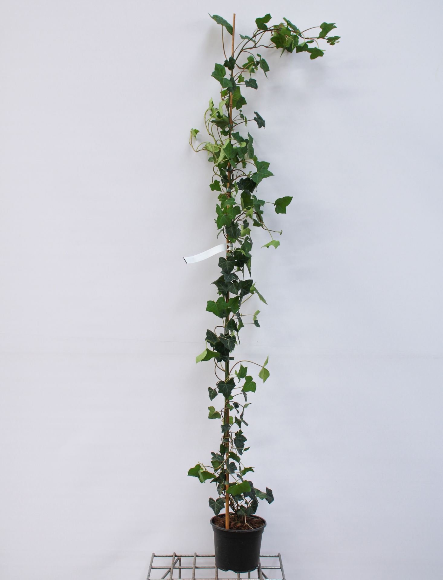 Hedera hibernica - pot - 150+ cm