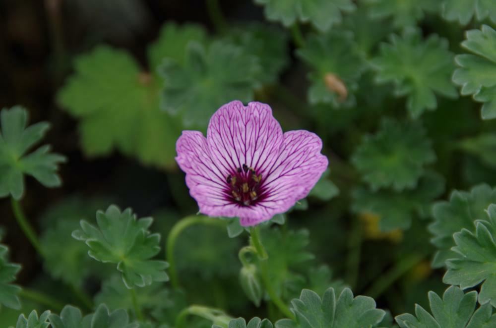 Plantenfiche-Geranium-cinereum-Ballerina-