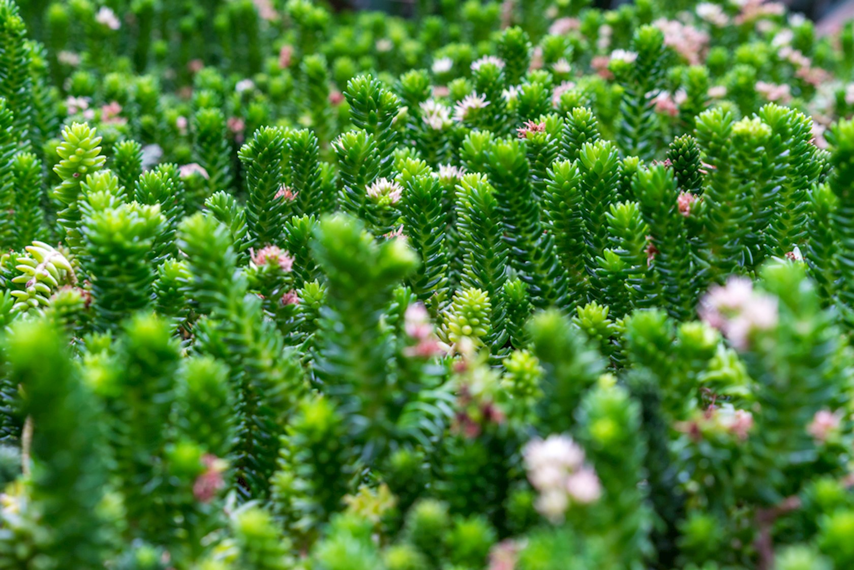 Plantenfiche-Sedum-lydium