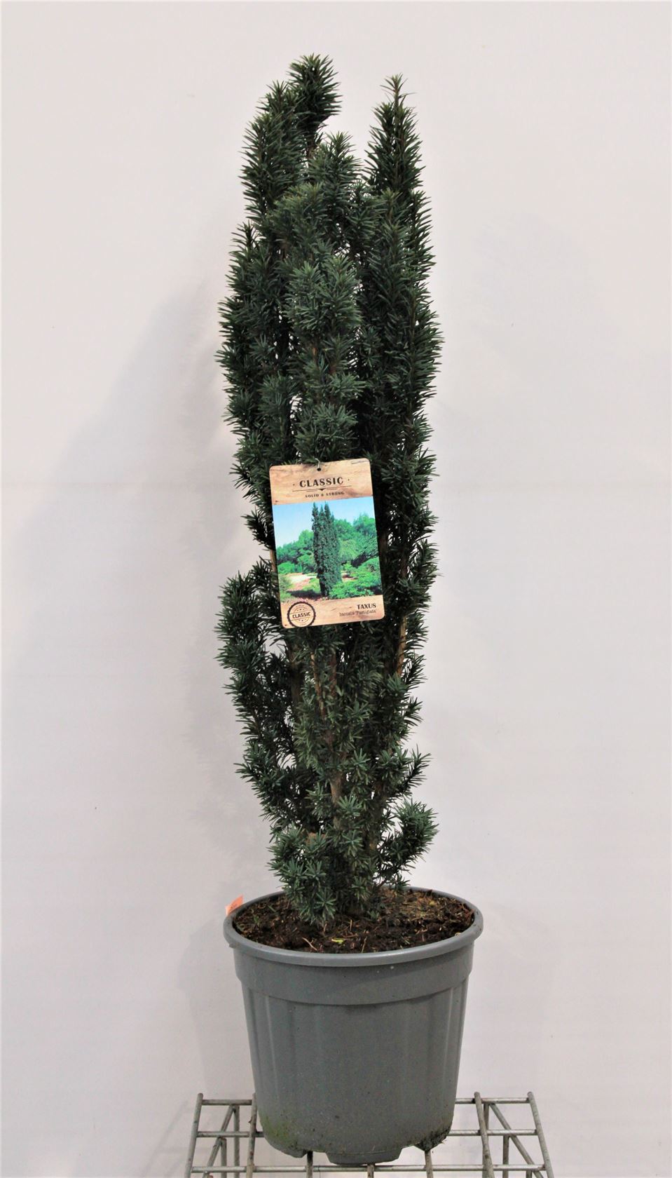 Taxus baccata 'Fastigiata' - pot 15L - 100-125 cm - bush