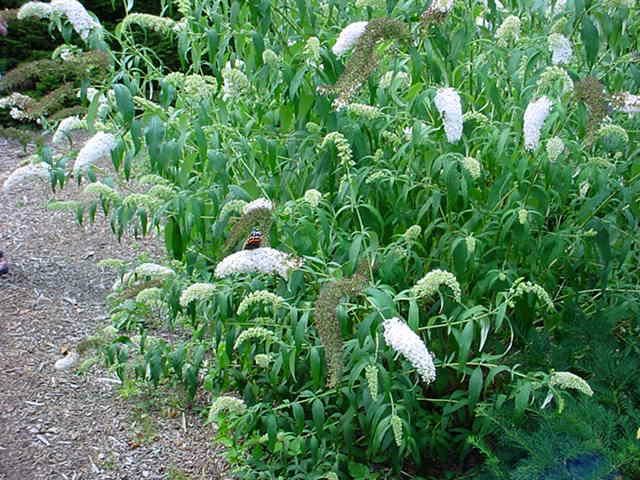 Plantenfiche-Buddleja-davidii-White-Profusion-