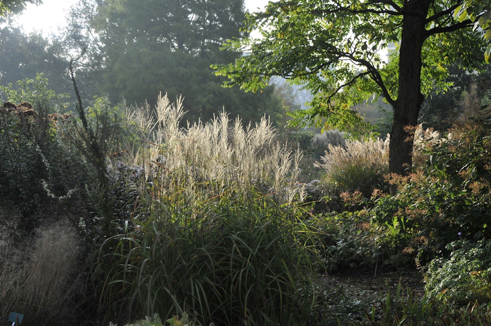 Plantenfiche-Miscanthus-sinensis-Samurai-