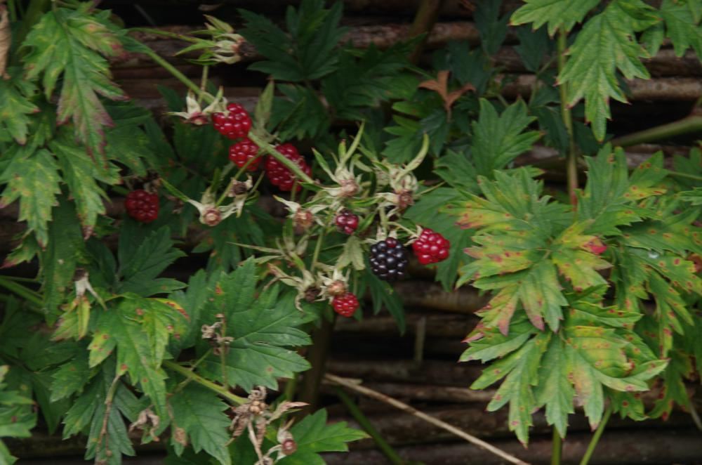Plantenfiche-Rubus-fruticosus-Thornless-Evergreen-Doornloze-braam-