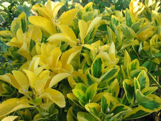 Plantenfiche-Euonymus-japonicus-Aureomarginatus-
