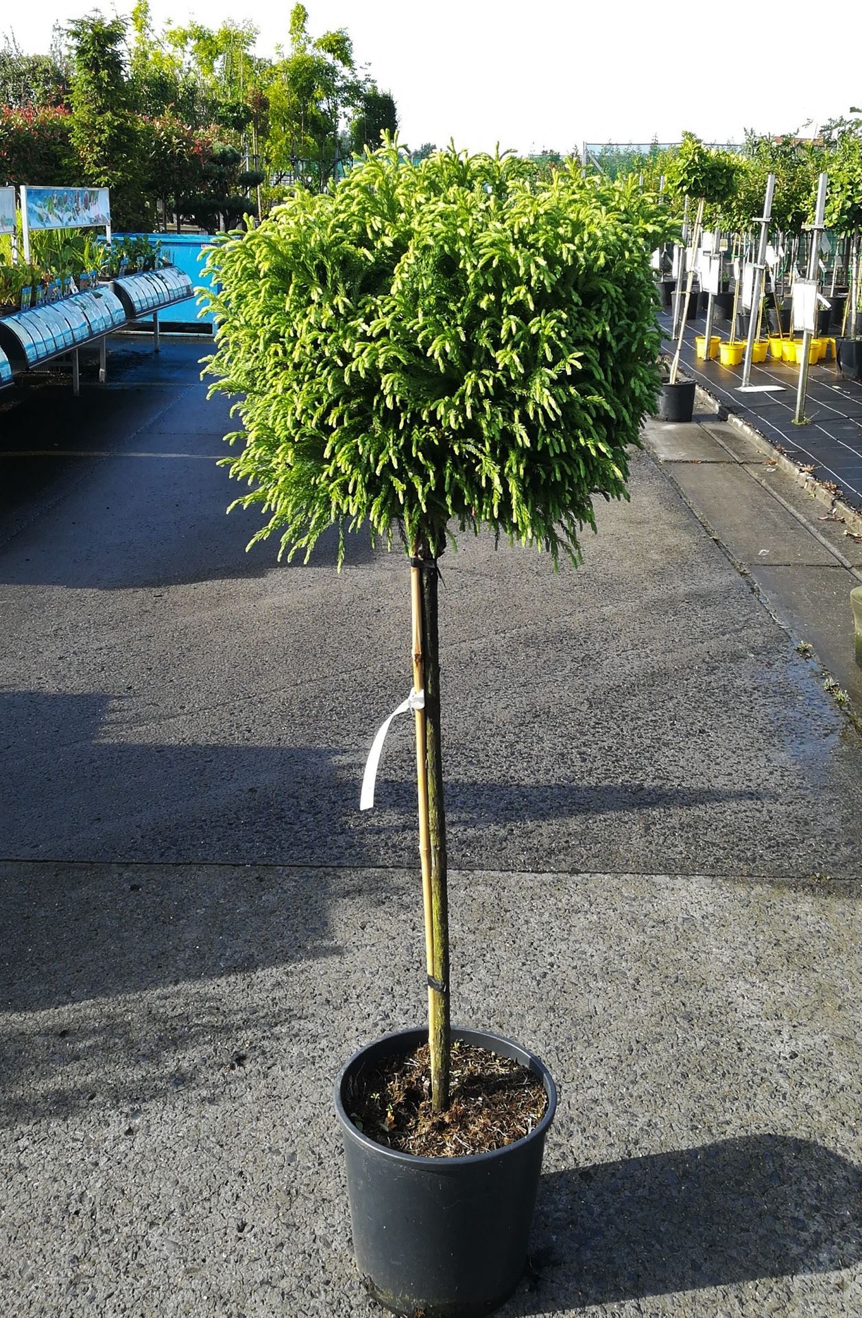 Cryptomeria japonica 'Globosa Nana' - pot 18L - arbre semi-tige
