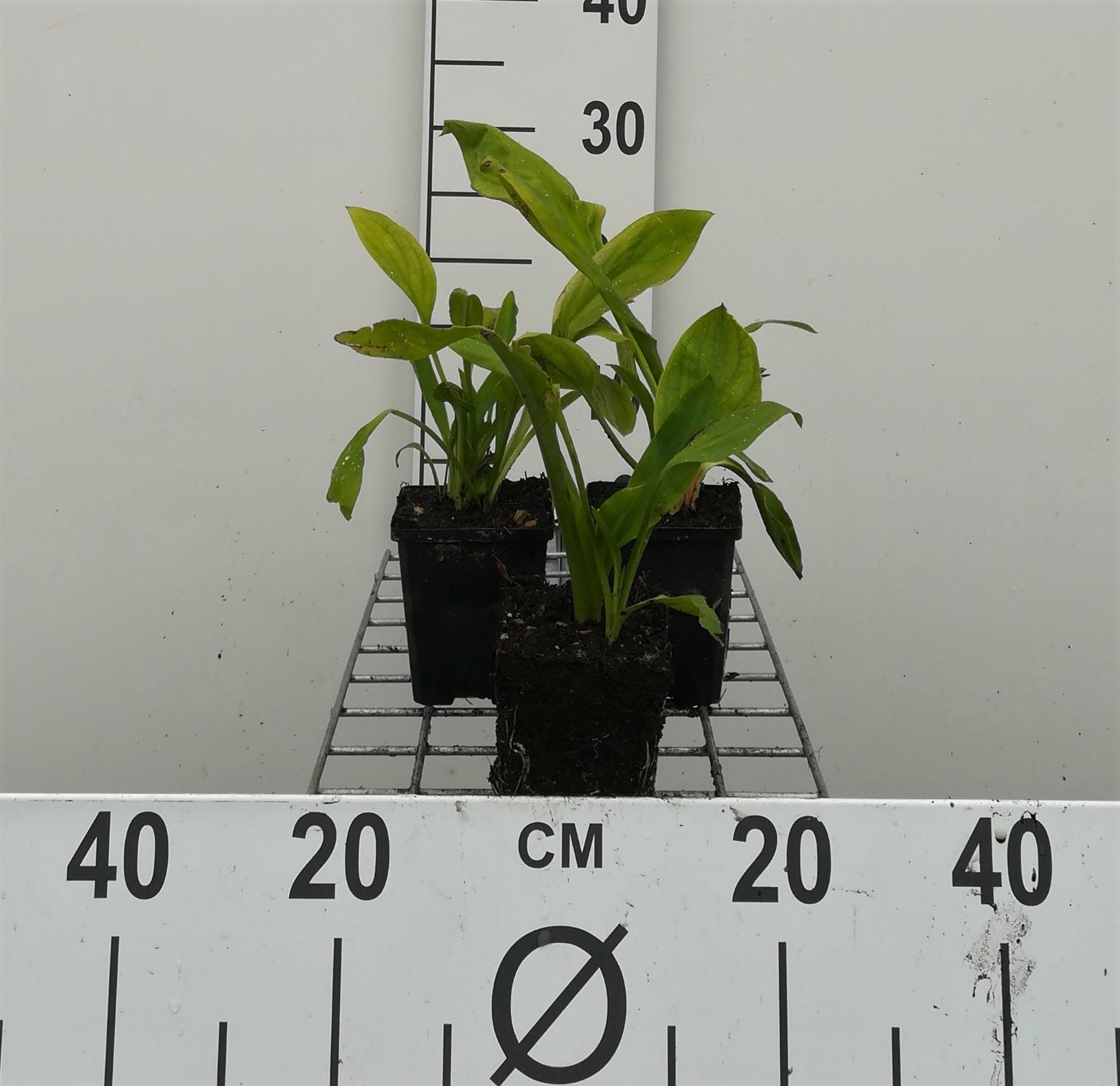 Lysichiton camtschatcensis - pot 9x9 cm