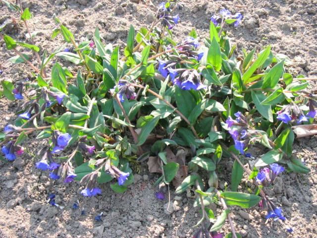Plantenfiche-Pulmonaria-Blue-Ensign-