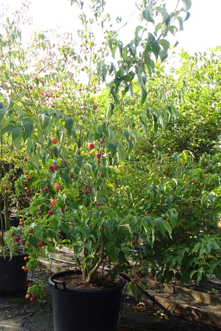 Cornus kousa 'China Girl' - pot 20L - 175-200 cm