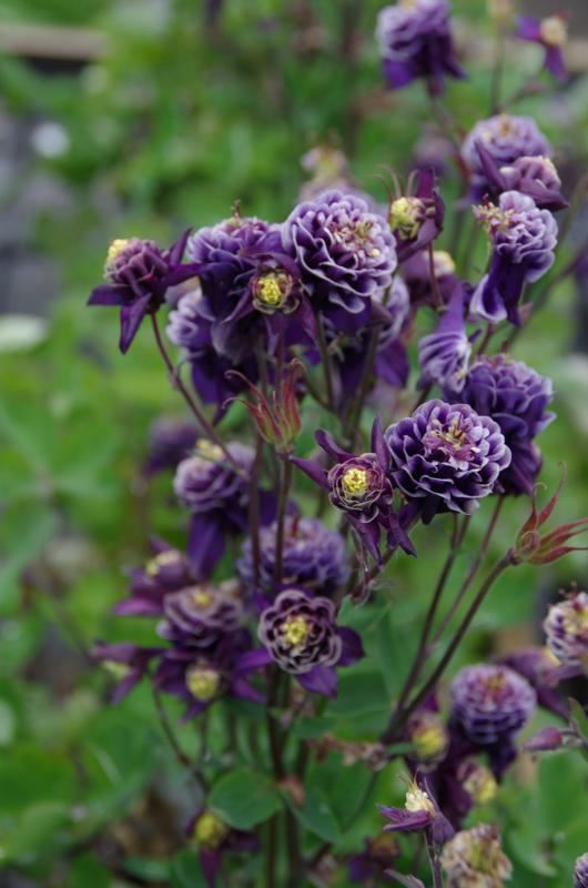 Plantenfiche-Aquilegia-vulgaris-Winky-Double-Darkblue-White-