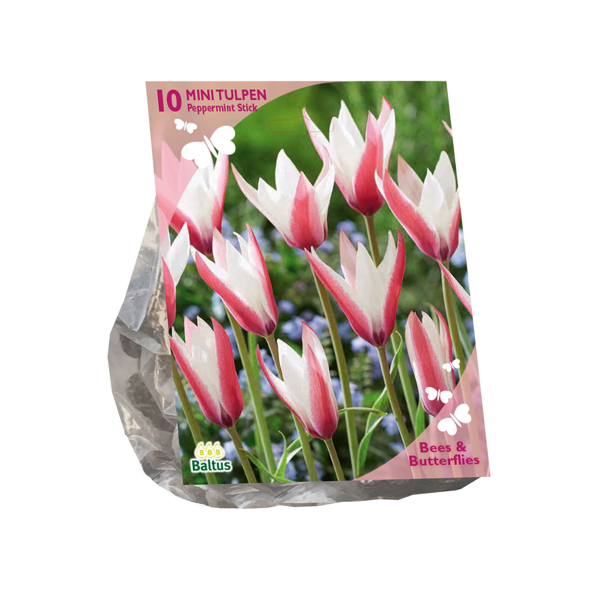 Baltus tulpenbollen 'Tulipa Clusiana Peppermint Stick' voorjaarsbloeiers - Roze / Wit - 10 bloembollen - Aantrekkelijk voor bijen en vlinders