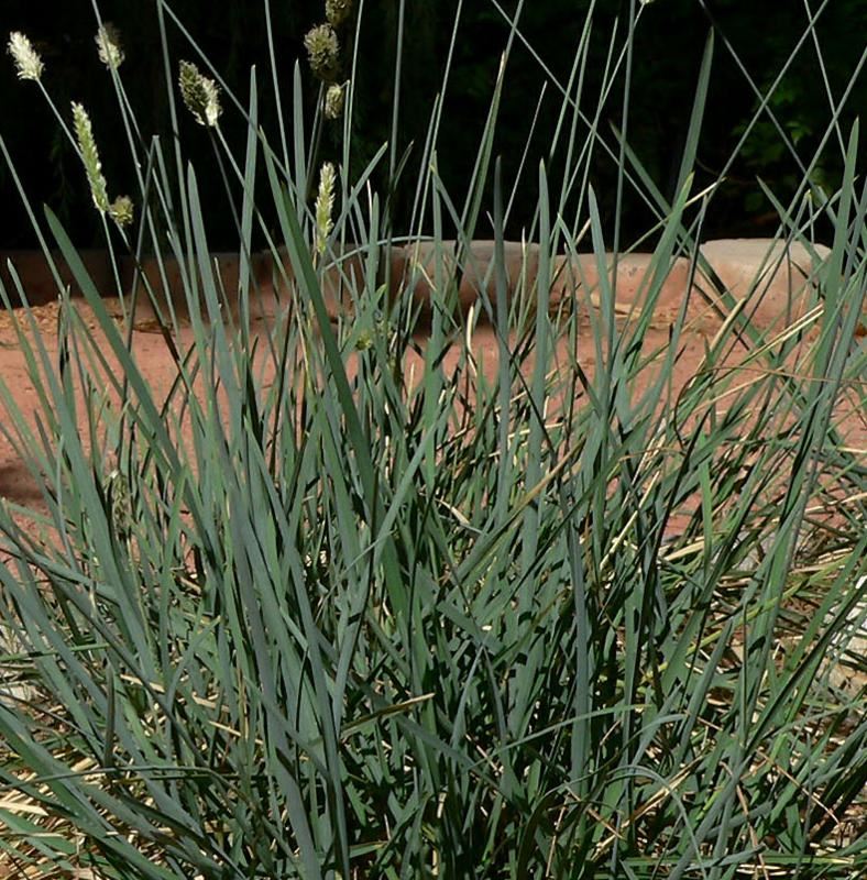 Plantenfiche-Sesleria-caerulea