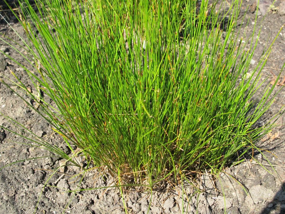 Plantenfiche-Juncus-ensifolius