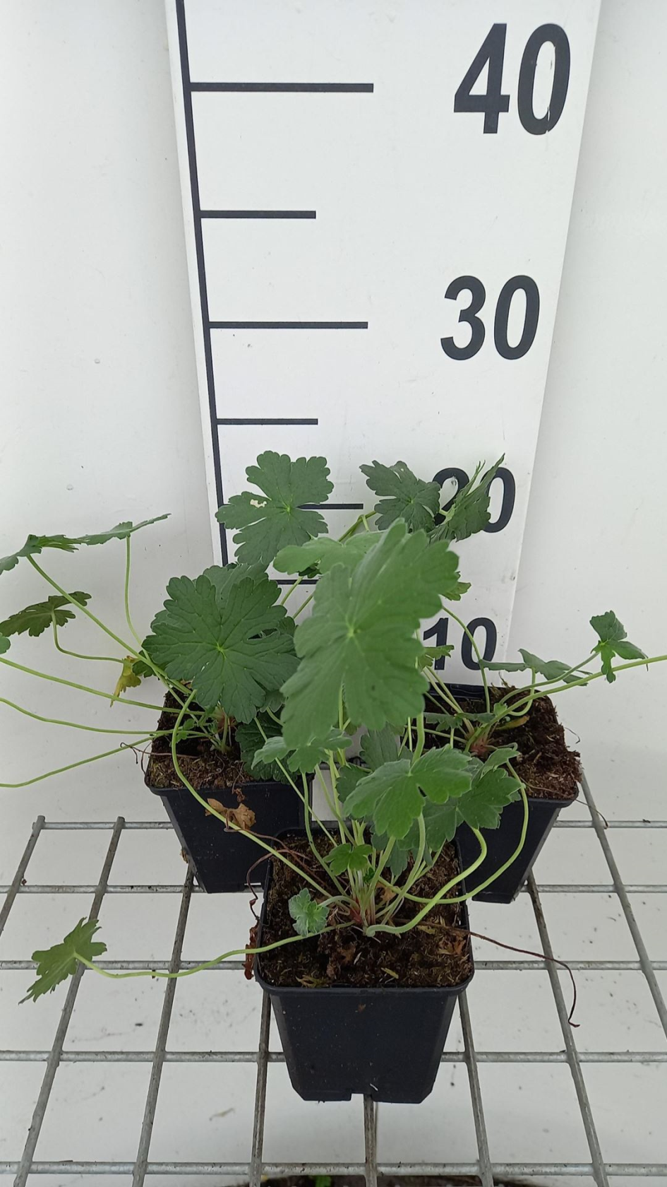 Geranium 'Bremdream' (Dreamland) - pot 9x9 cm