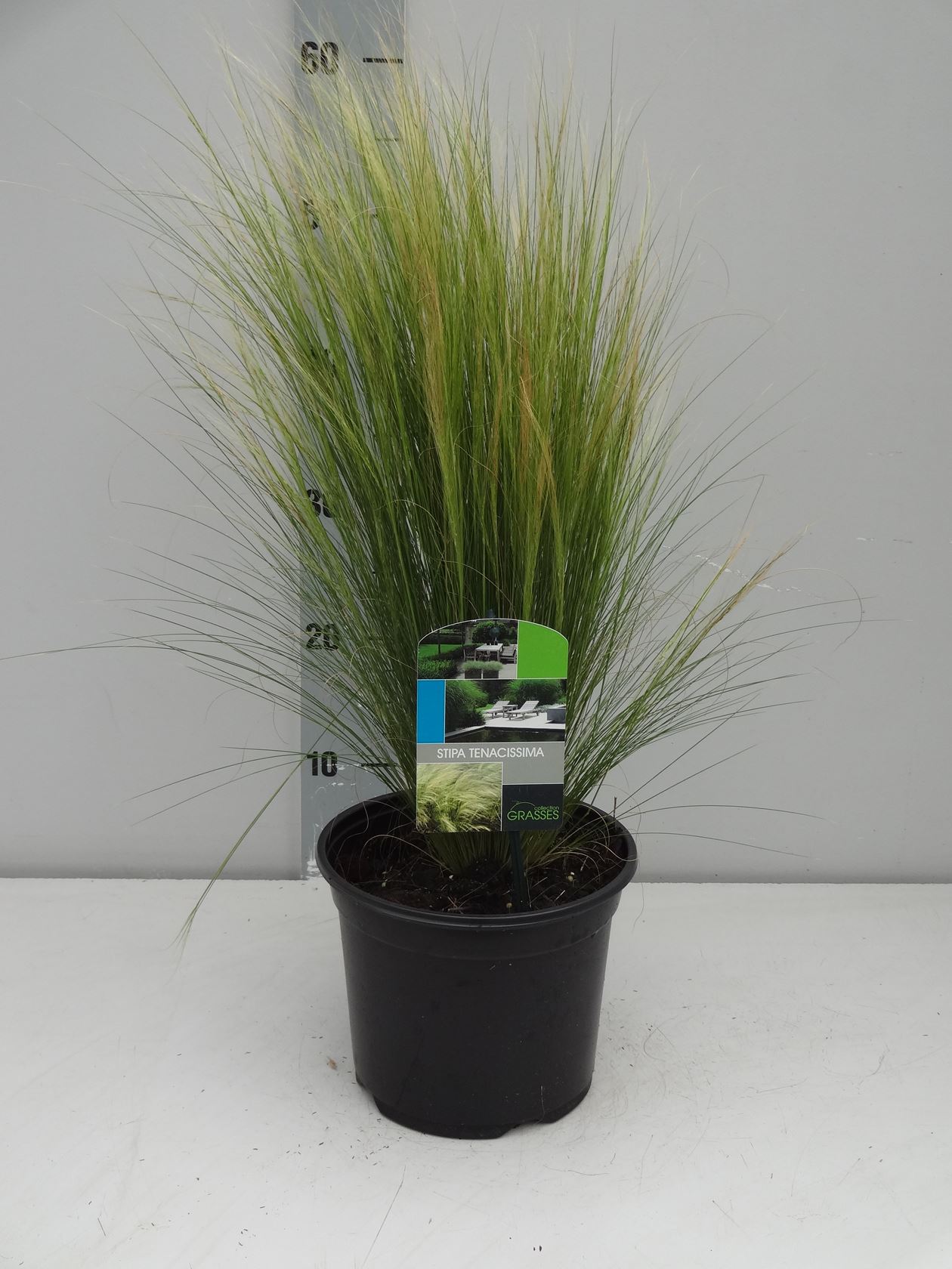 Stipa tenuifolia - pot 3L