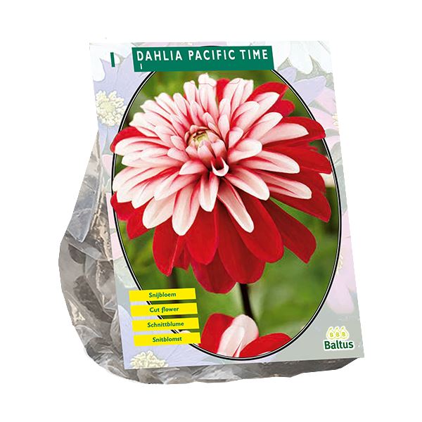 Dahlia-Decoratief-Pacific-Time-per-1