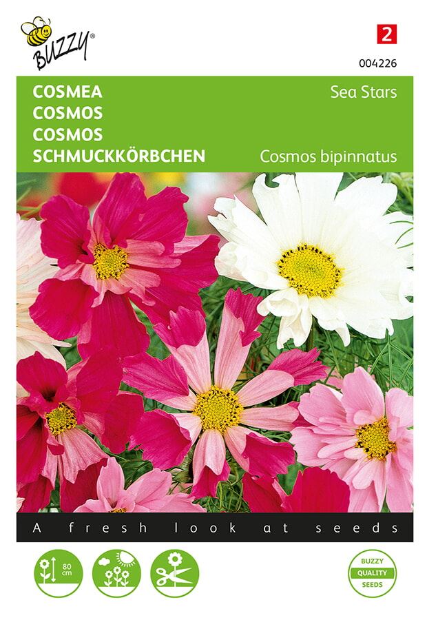 Buzzy-Cosmos-Cosmea-Sea-Stars-gemengd