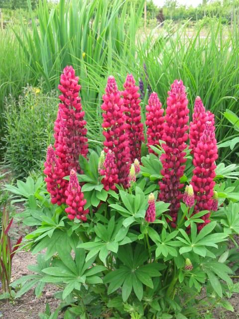 Plantenfiche-Lupinus-My-Castle-