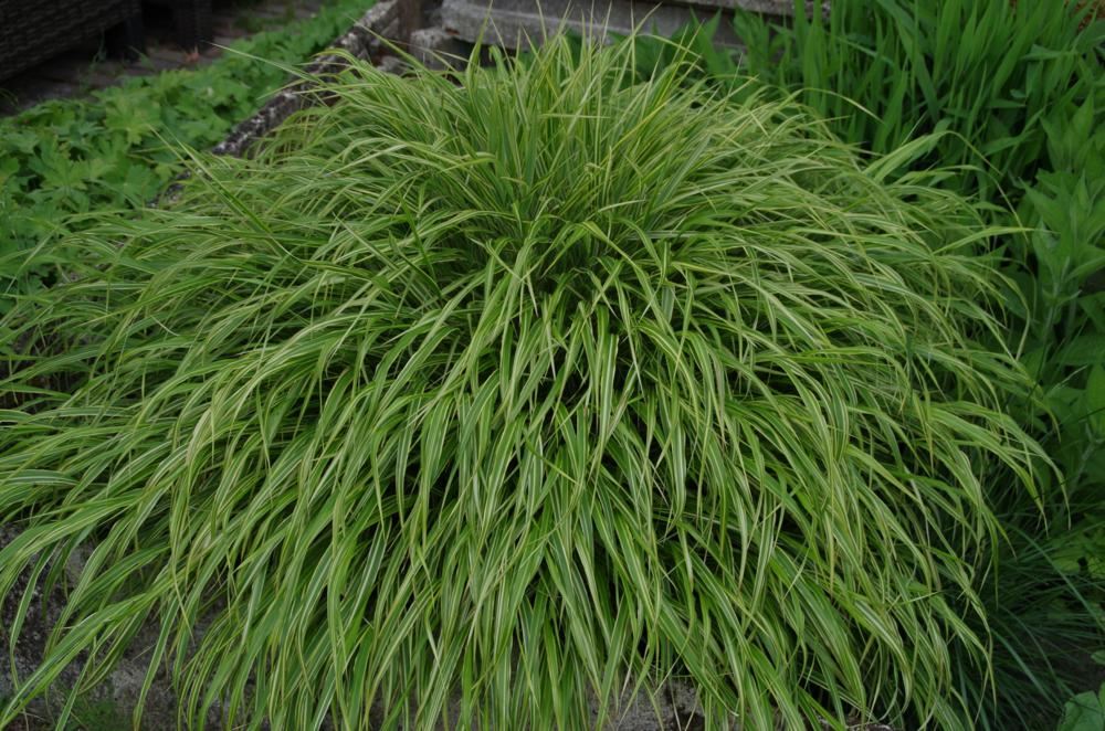 Plantenfiche-Hakonechloa-macra-Albostriata-