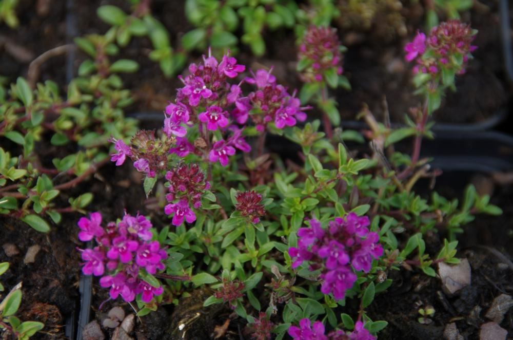 Plantenfiche-Thymus-praecox-Purple-Beauty-