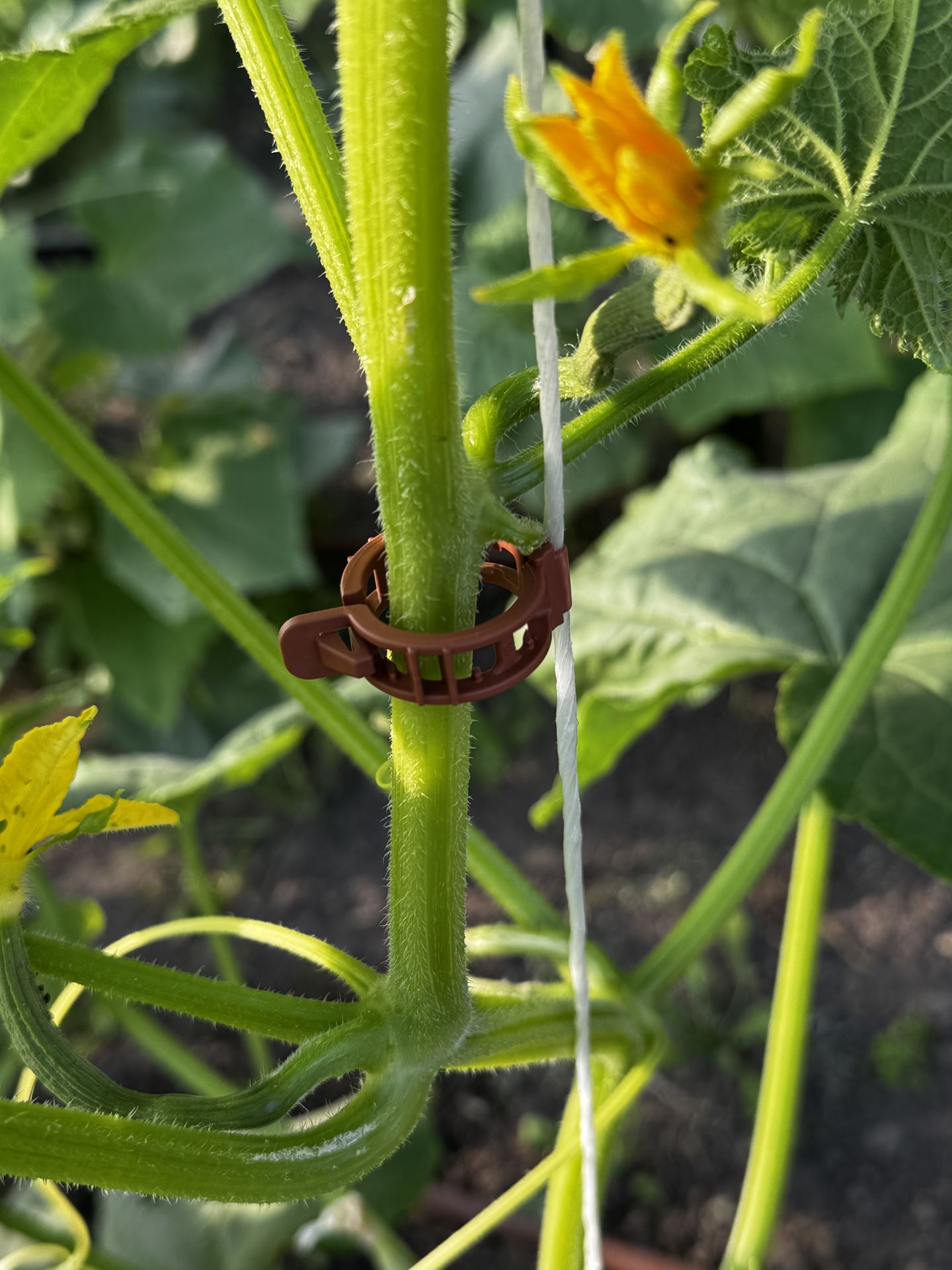 Tomaten-Clips-extra-stevig-100stuks