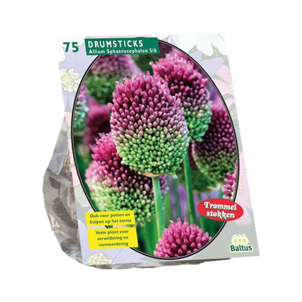 Allium-Sphaerocephalon-per-75