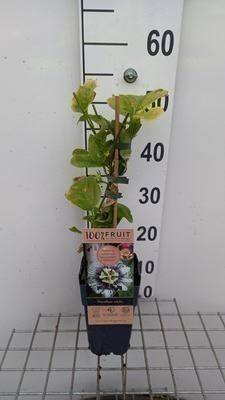 Passiflora edulis - Passion flower with edible fruits - in pot