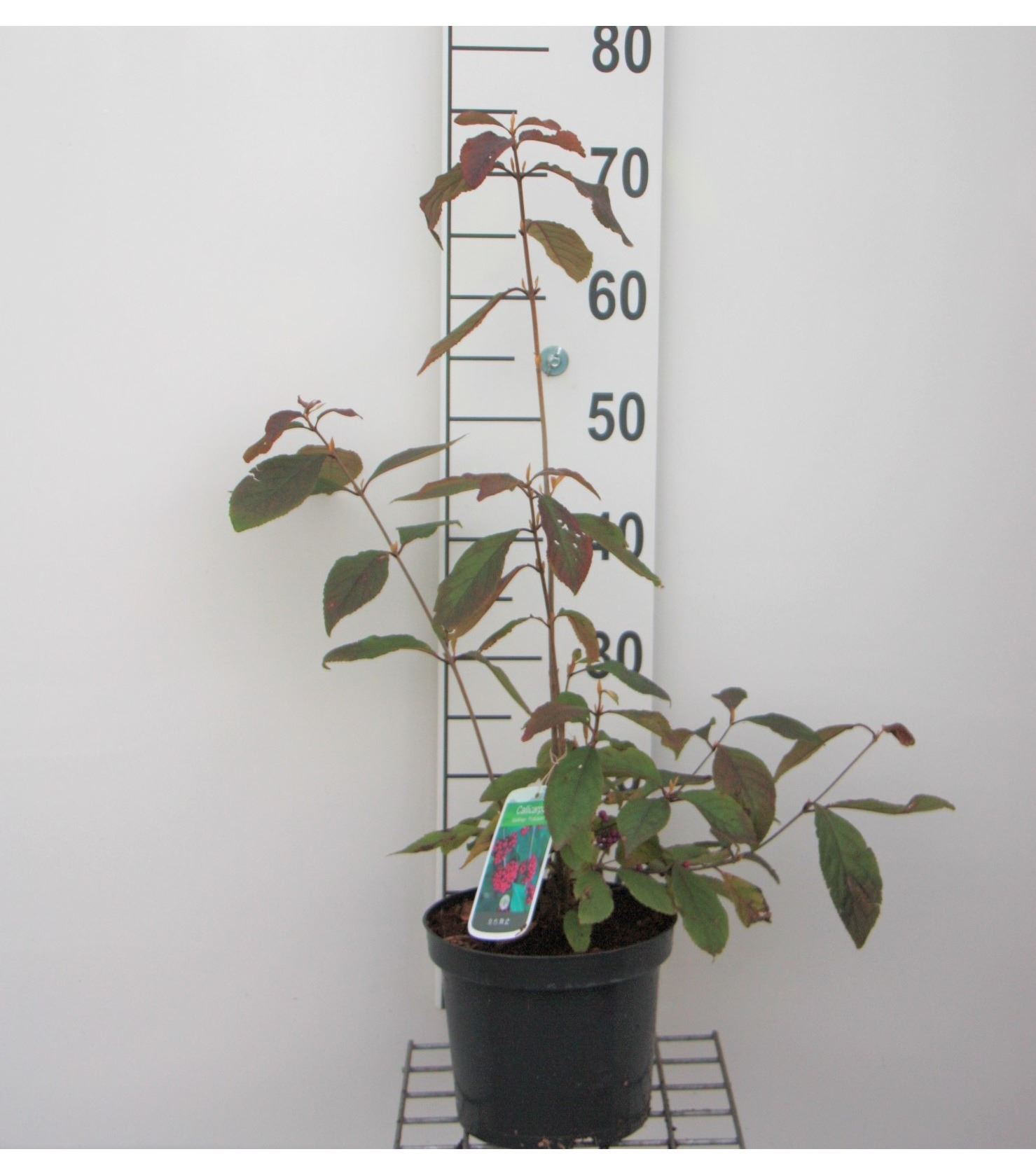 Callicarpa bodinieri 'Profusion' - pot - 40-60 cm