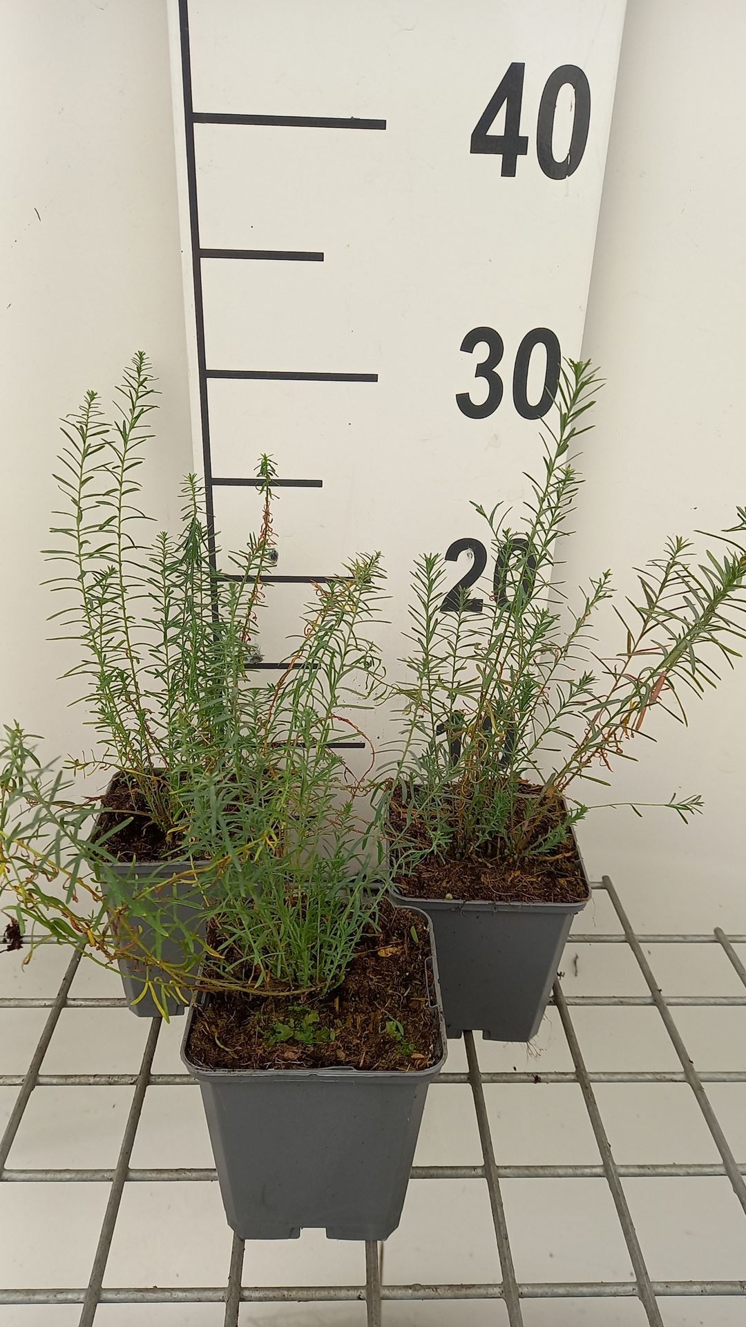 Linum perenne 'Saphir' - pot 9x9 cm