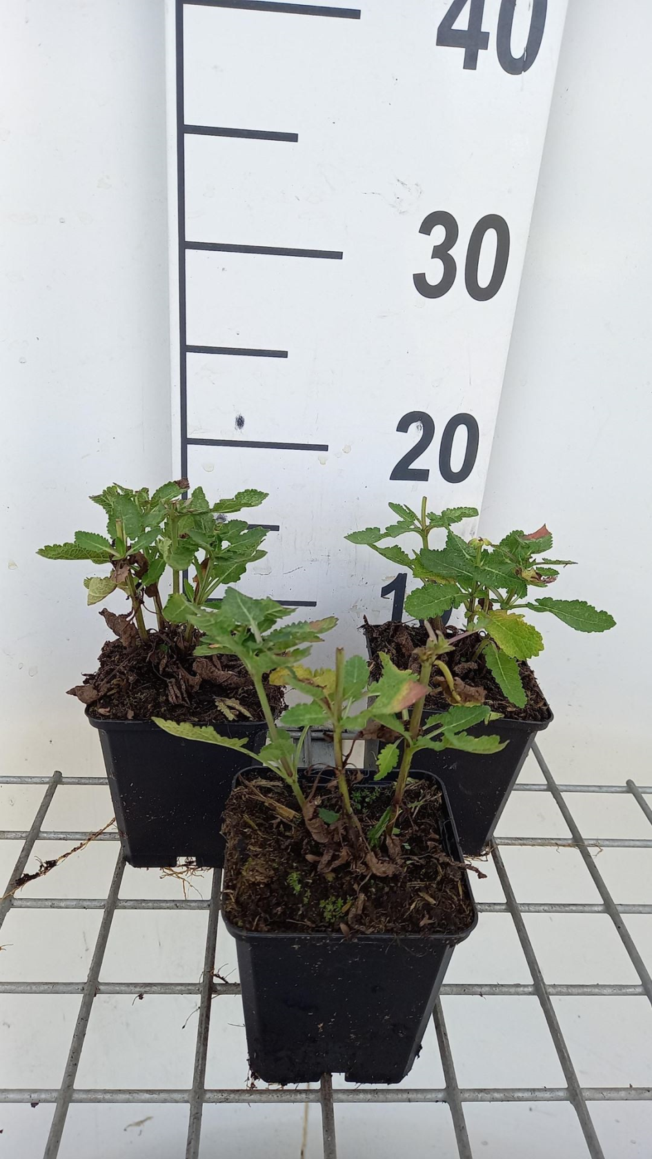 Salvia nemorosa 'Blue Marvel' - pot 9x9 cm