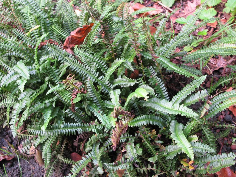 Plantenfiche-Blechnum-penna-marina
