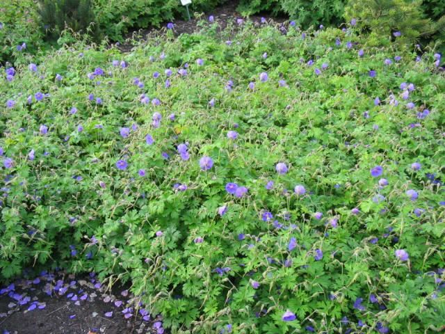 Plantenfiche-Geranium-himalayense