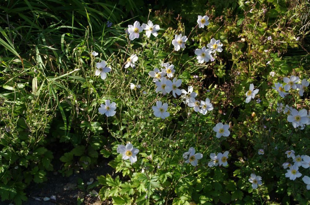 Plantenfiche-Anemone-Macane001-