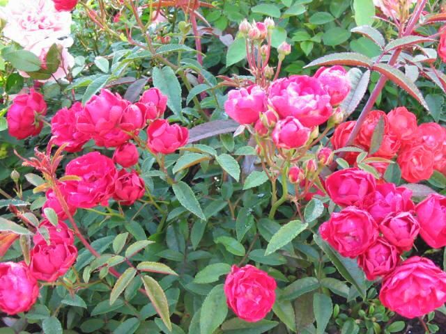 Plantenfiche-Rosa-Mothersday-Fetes-Des-Meres-Morsdag-