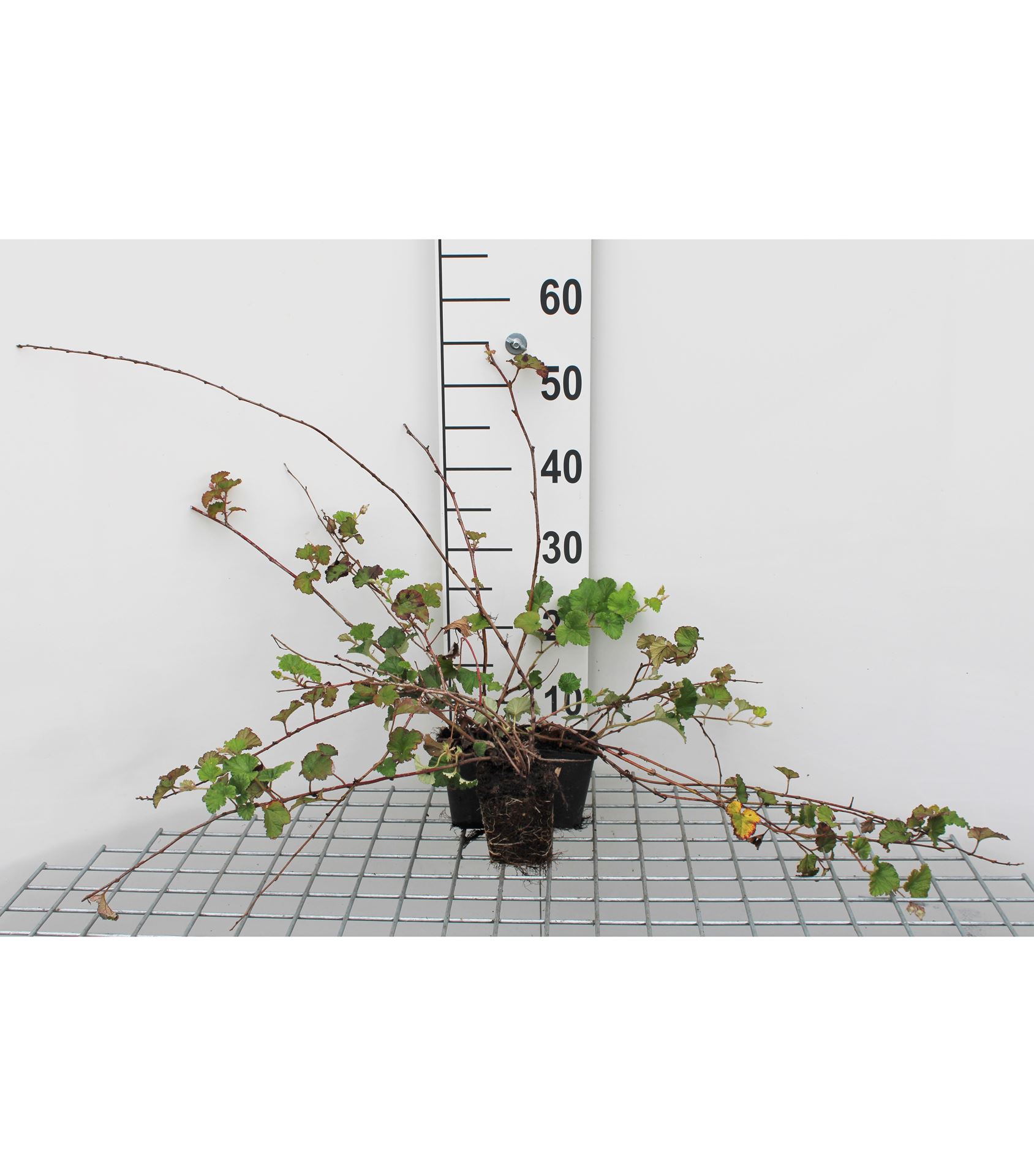 Rubus 'Betty Ashburner' - pot 9x9 cm