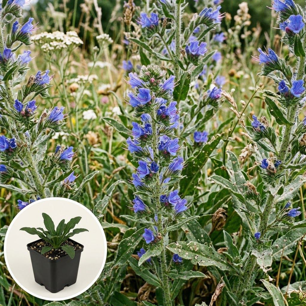 Echium-vulgare-pot-9x9-cm