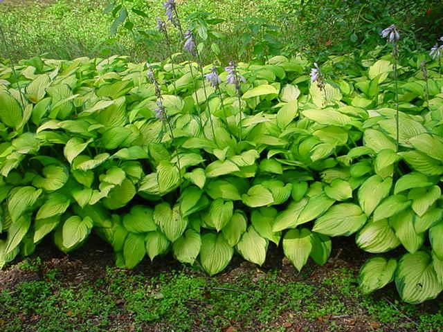 Plantenfiche-Hosta-Gold-Standard-
