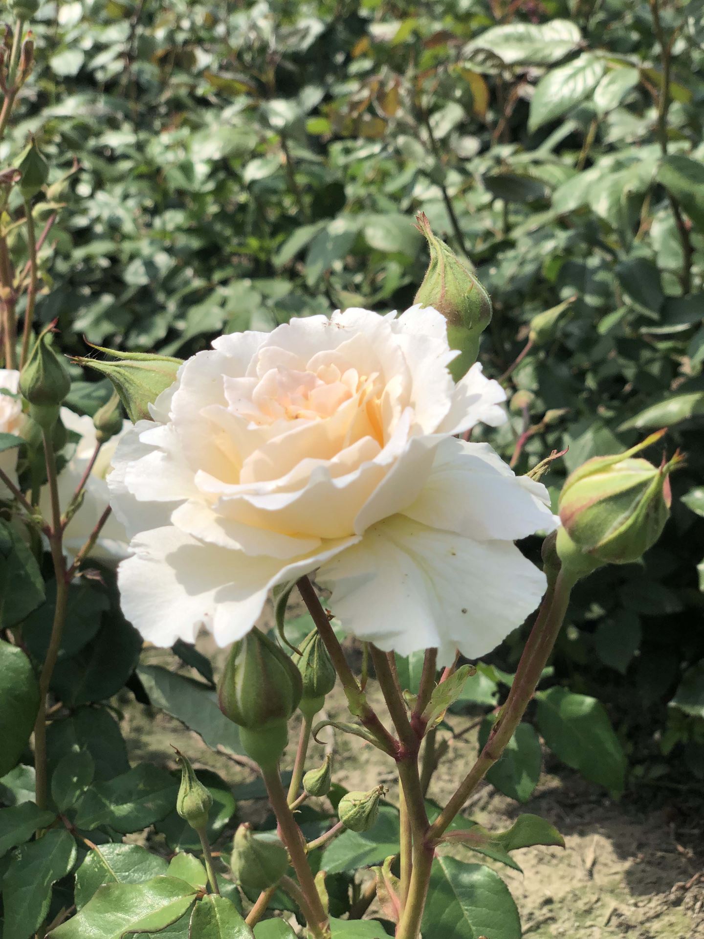 Rosa 'Orybie' (Poustinia) - pot
