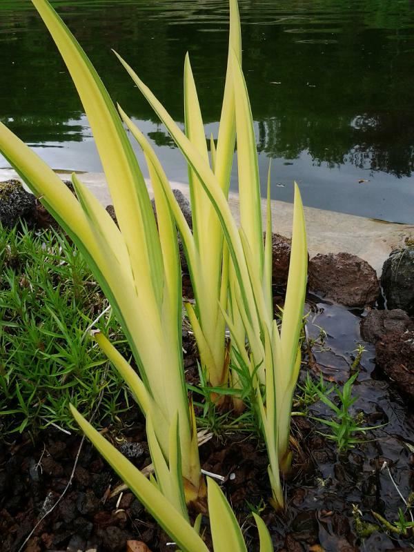 Plantenfiche-Iris-pseudacorus-Variegata-