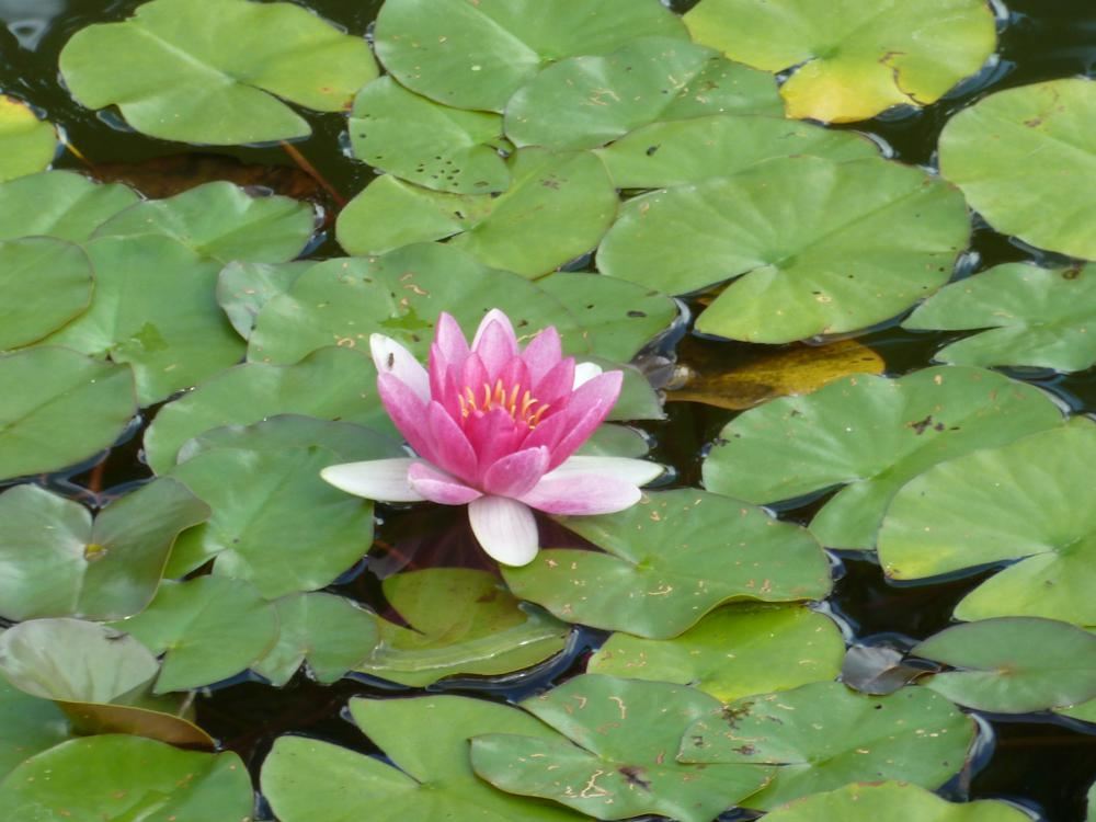 Plantenfiche-Nymphaea-Charles-de-Meurville-
