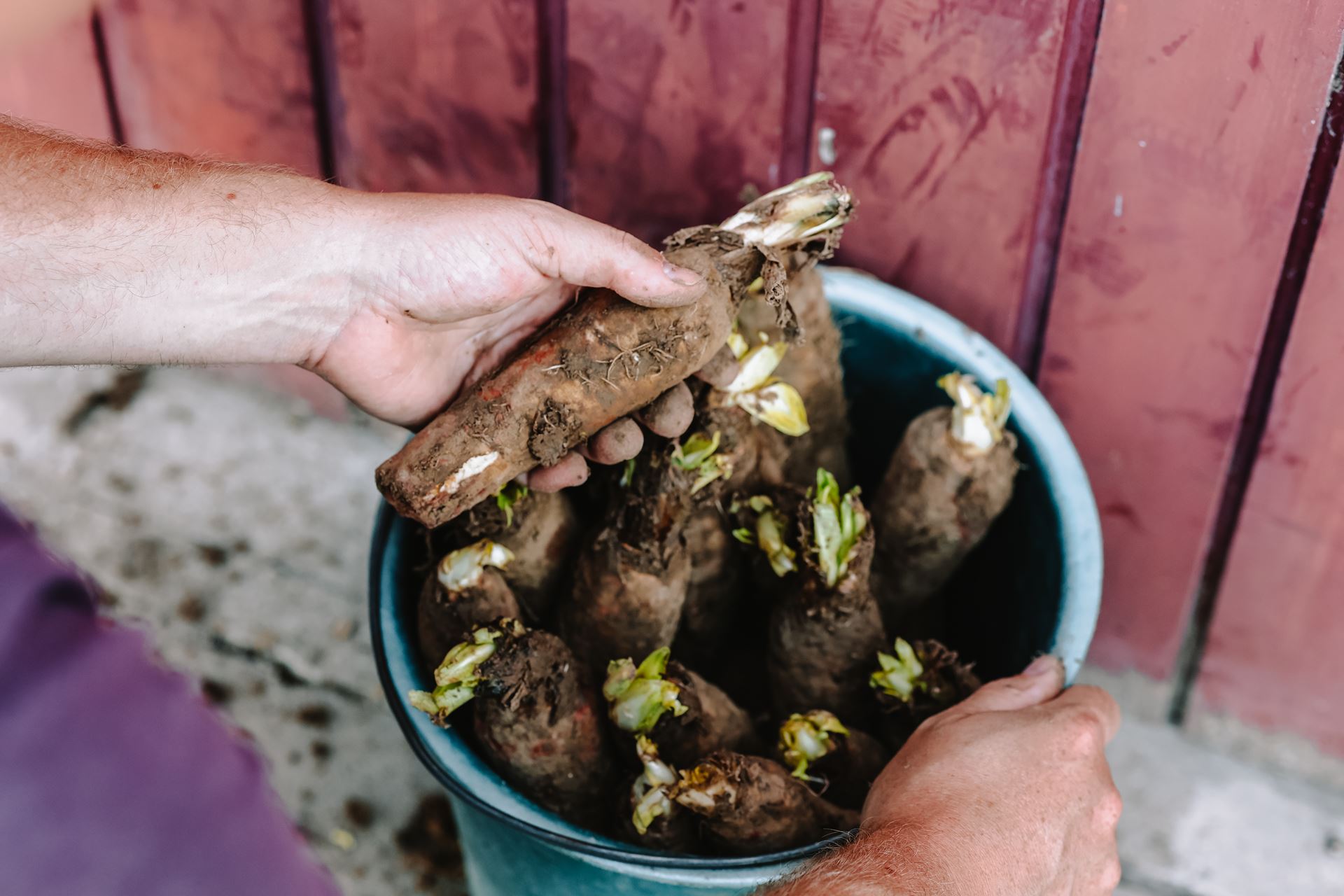 Witloofwortel-Mr-Chicon-zak-20stuks