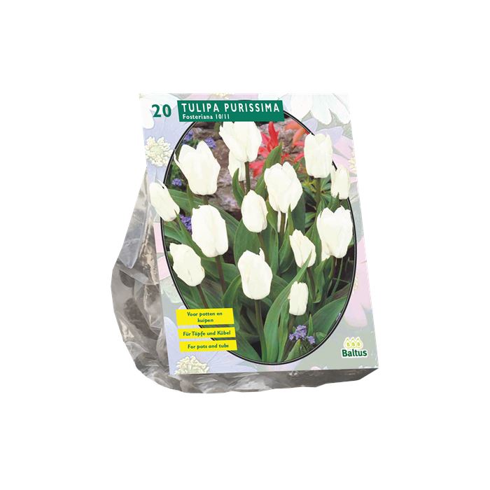 Tulipa-Purissima-Fosteriana-per-10