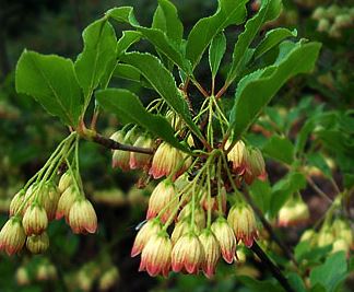 Enkianthus campanulatus - pot 20L - 125-150 cm