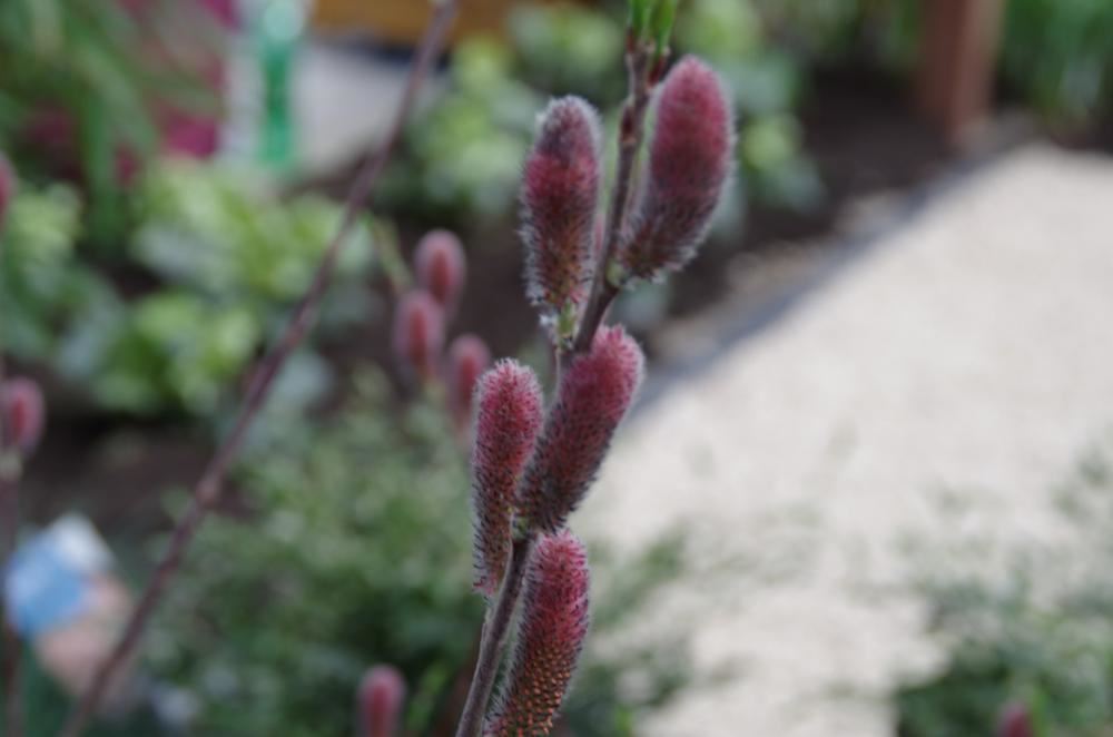 Plantenfiche-Salix-gracilistyla-Mt-Aso-