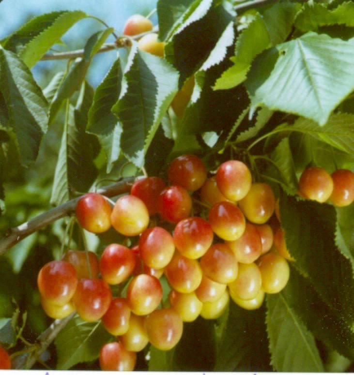 Plantenfiche-Prunus-avium-Bigarreau-Napoleon-Abrikooskers-