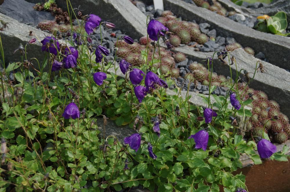 Plantenfiche-Campanula-x-pulloides-G-F-Wilson-